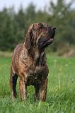 FILA BRASILEIRO 194